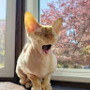 Meet your Posher, Leslie